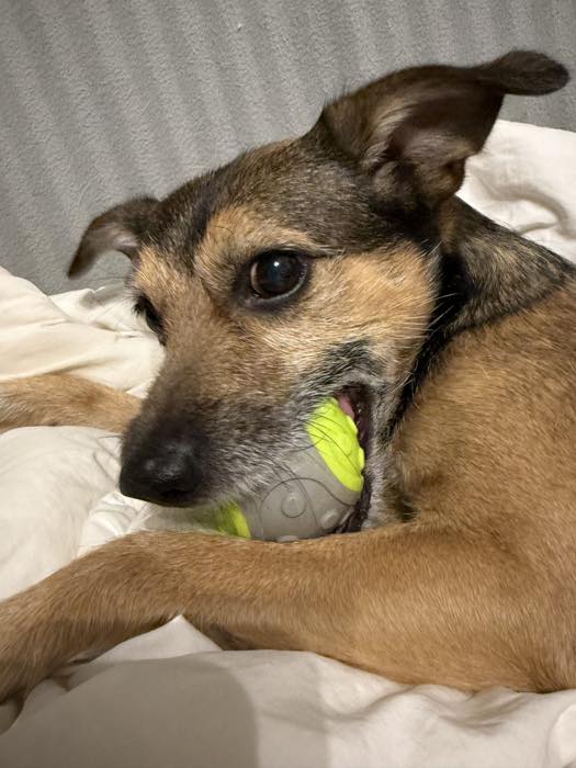 Mio, der Bürohund, liegt mit einem grünen Ball und schaut in die Kamera